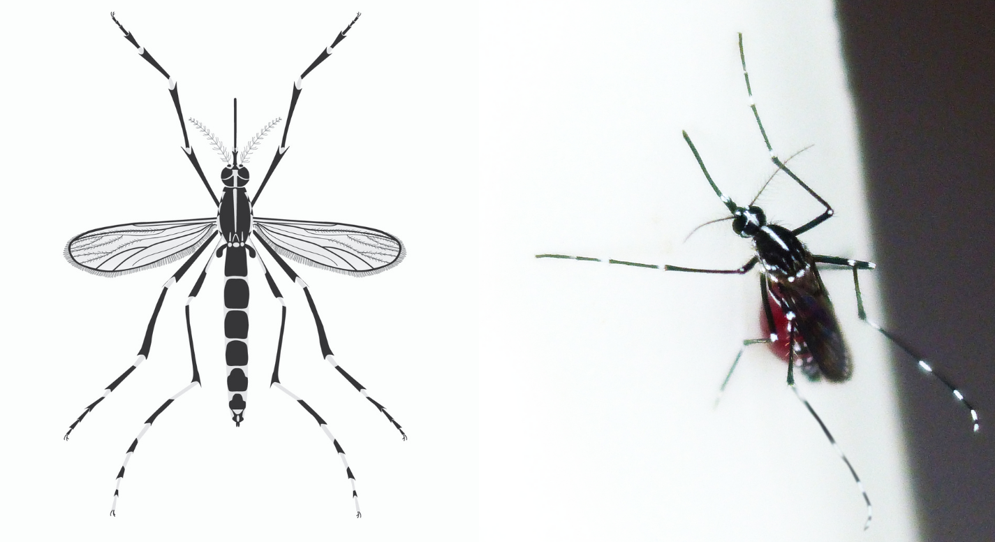 Aedes albopictus - the Asian tiger mosquito. Biogents AG