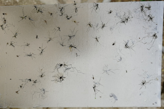 Asian tiger mosquitoes on a sticky card from a Biogents BG-GAT mosquito trap